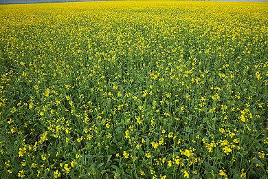 双倍奖励尽在博物学家样本出售、出售鱼可享三倍 RDO 游戏币