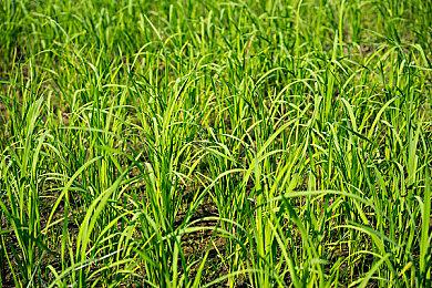 《穿越火线：虹》剧情前瞻视频 变身怪物对战？